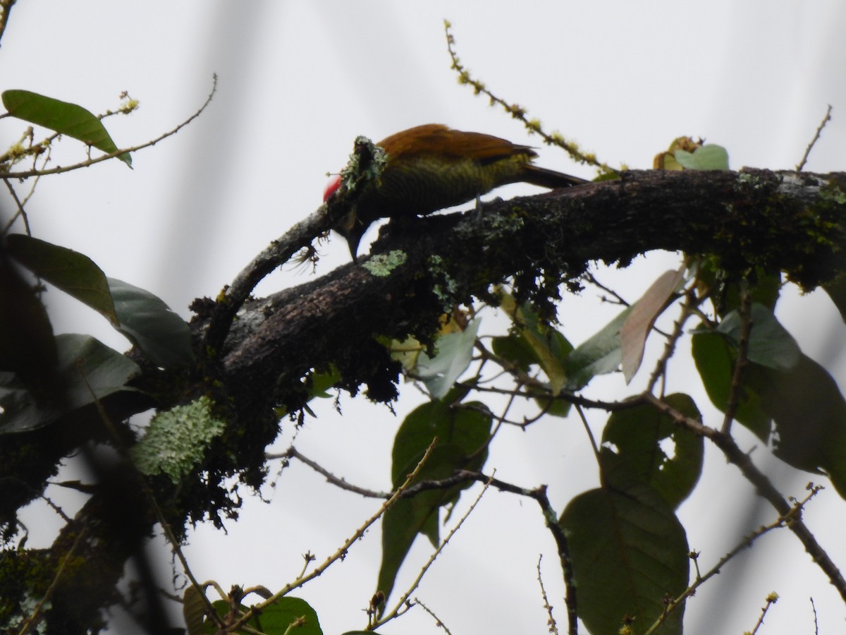 datel olivozlatý - ML646400481