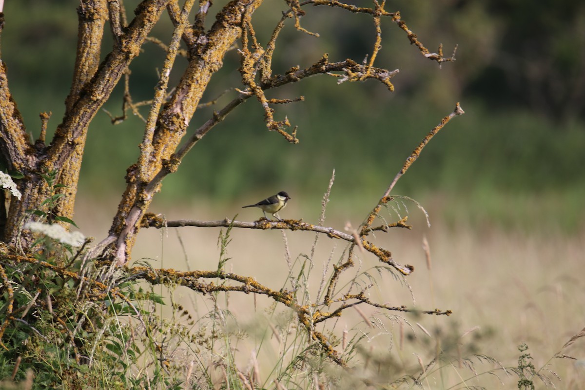 Great Tit - ML646400487