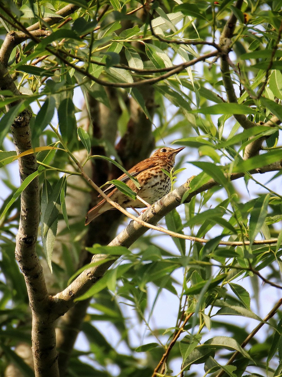 Song Thrush - ML646400491