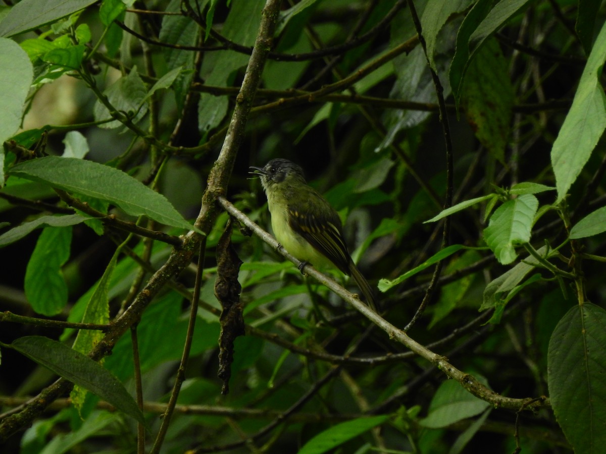 Slaty-capped Flycatcher - ML646400492