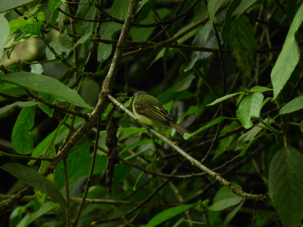 Slaty-capped Flycatcher - ML646400493