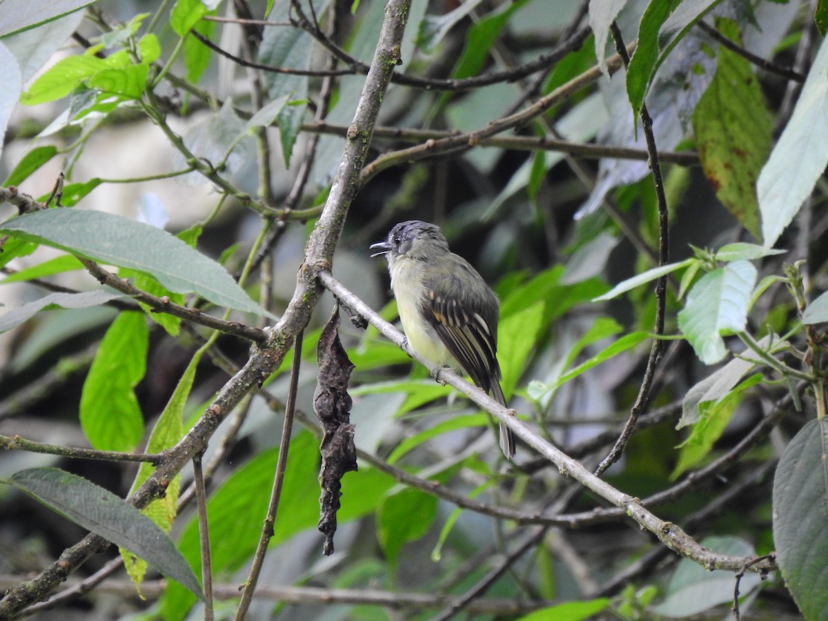 Slaty-capped Flycatcher - ML646400494