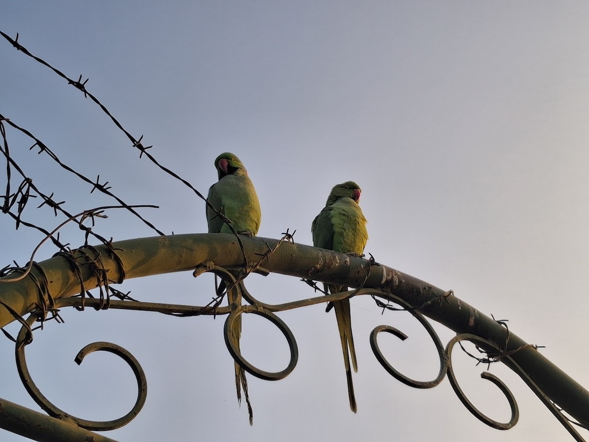 Alexandrine Parakeet - ML646400497