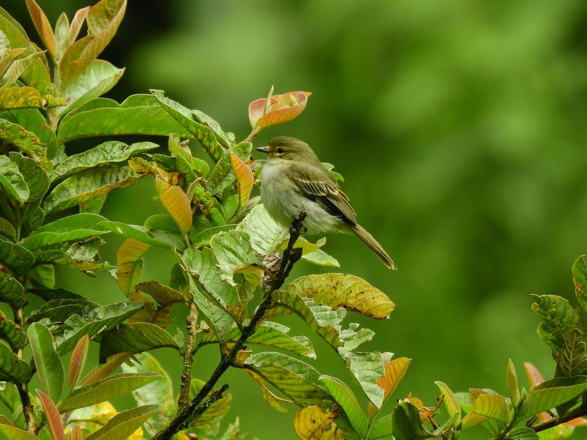 Golden-faced Tyrannulet - ML646400505
