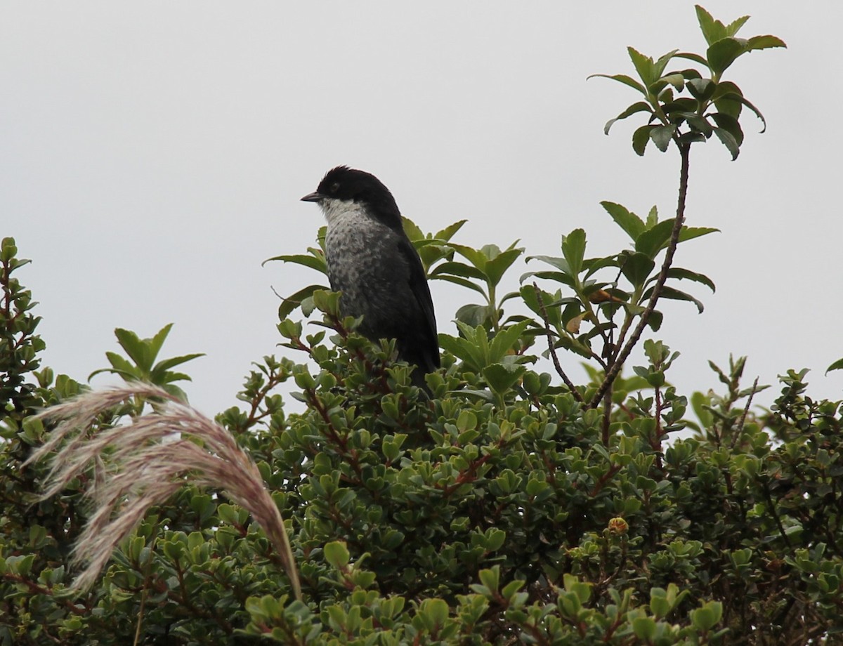 Black-backed Bush Tanager - ML646400507