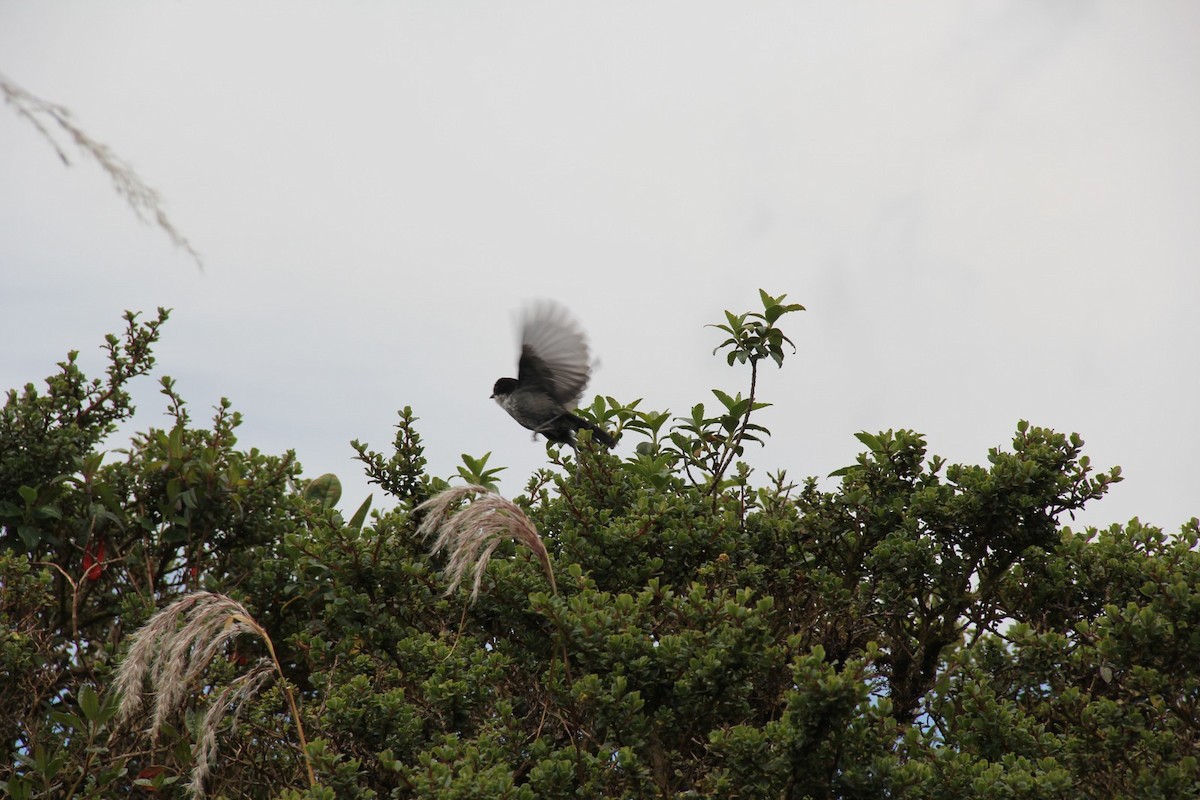 Black-backed Bush Tanager - ML646400508