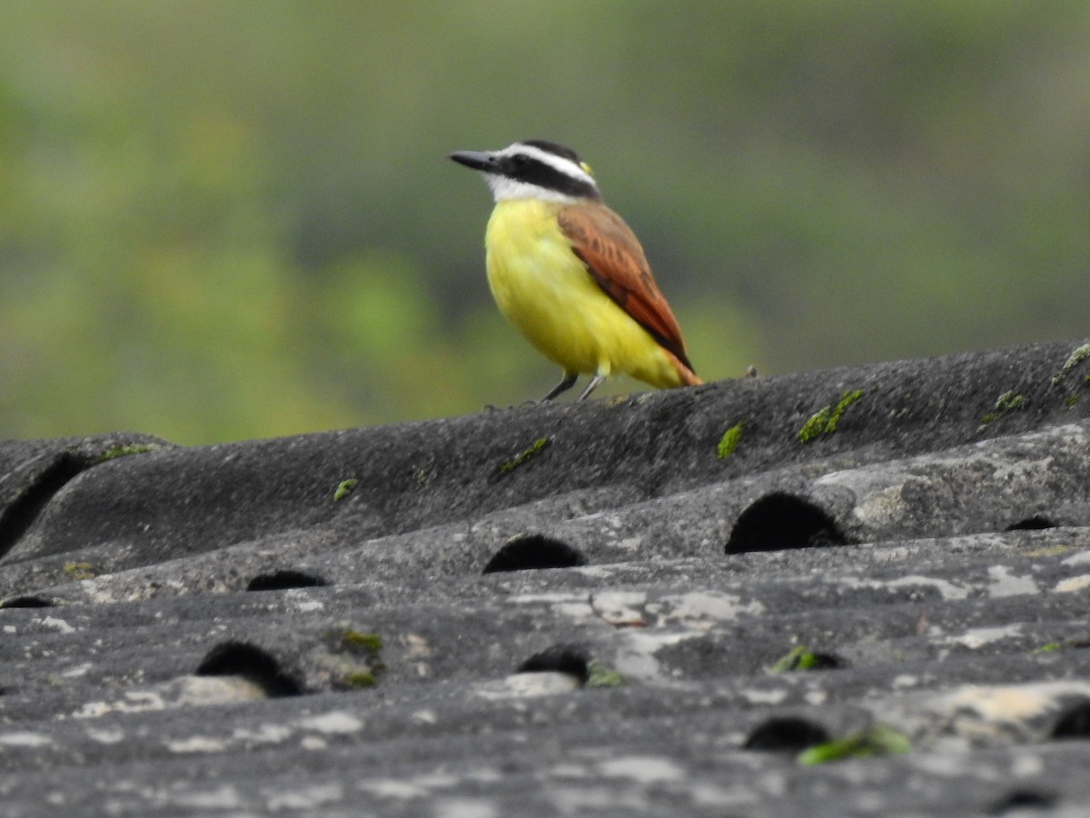 Great Kiskadee - ML646400514