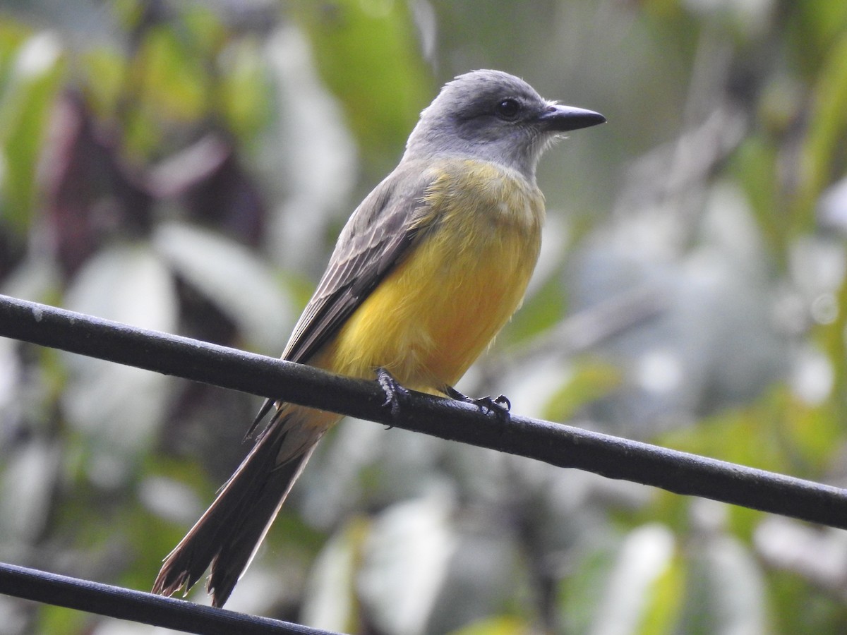 Tropical Kingbird - ML646400523