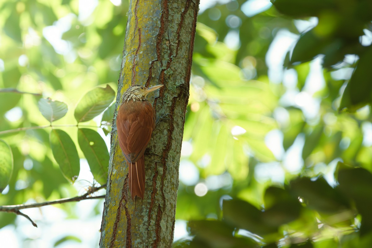 Straight-billed Woodcreeper - ML646400533