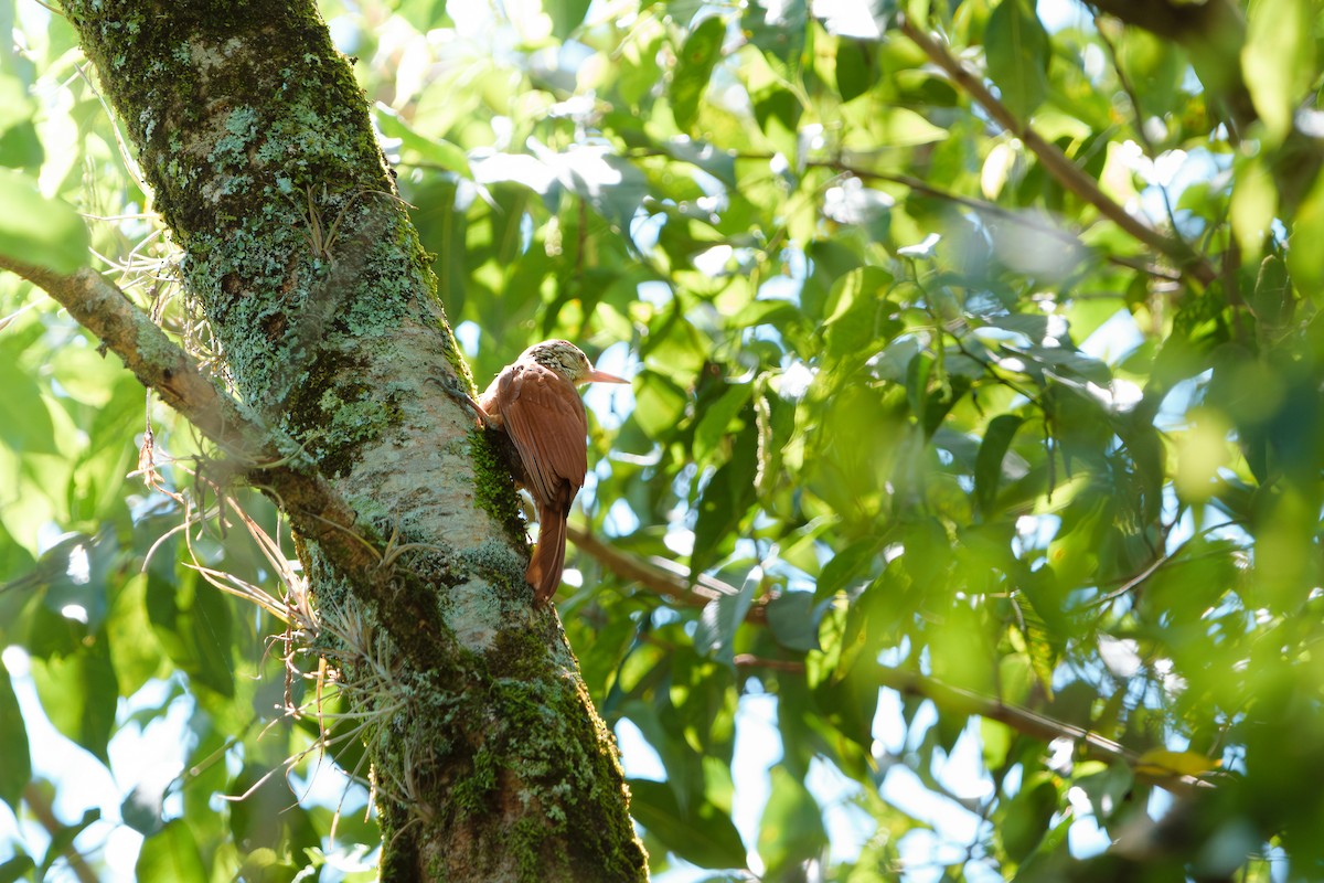 Straight-billed Woodcreeper - ML646400534