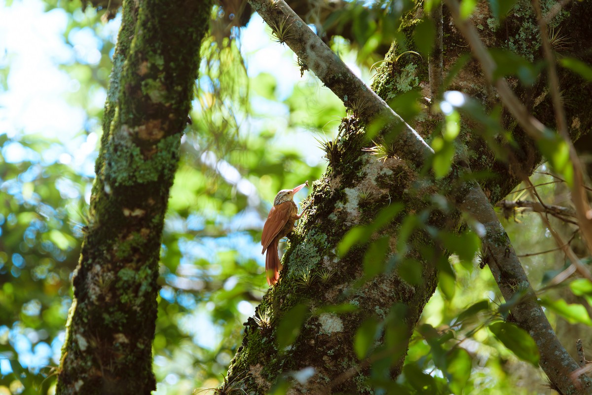 Straight-billed Woodcreeper - ML646400535