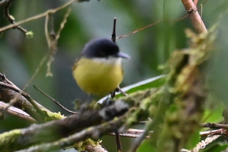 Common Tody-Flycatcher - ML646400537