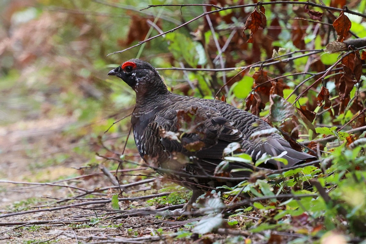 Дикуша канадська (підвид franklinii/isleibi) - ML646400539