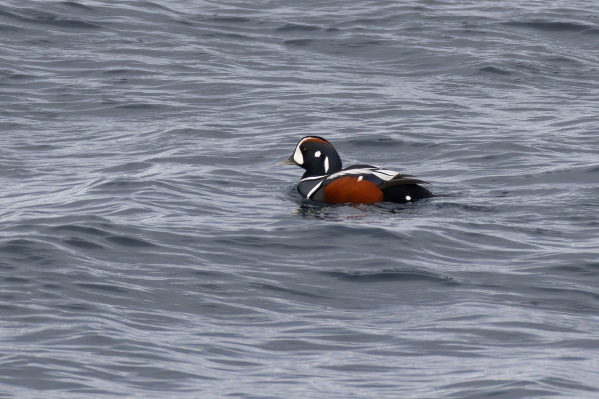 Harlequin Duck - ML646400540