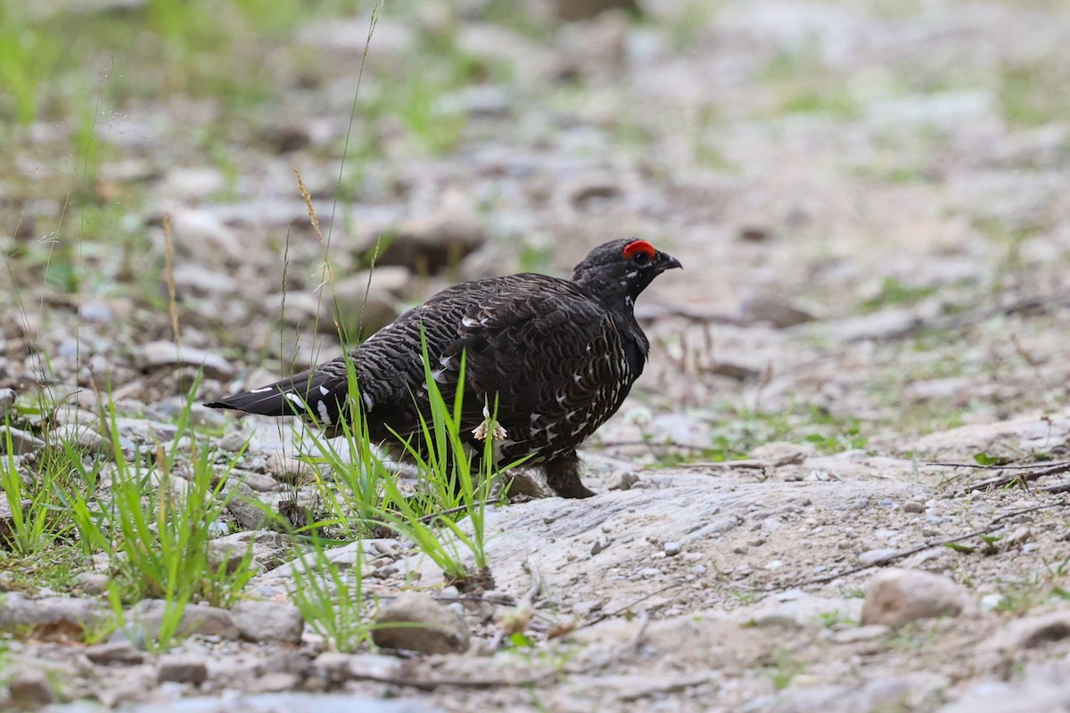 Дикуша канадська (підвид franklinii/isleibi) - ML646400542