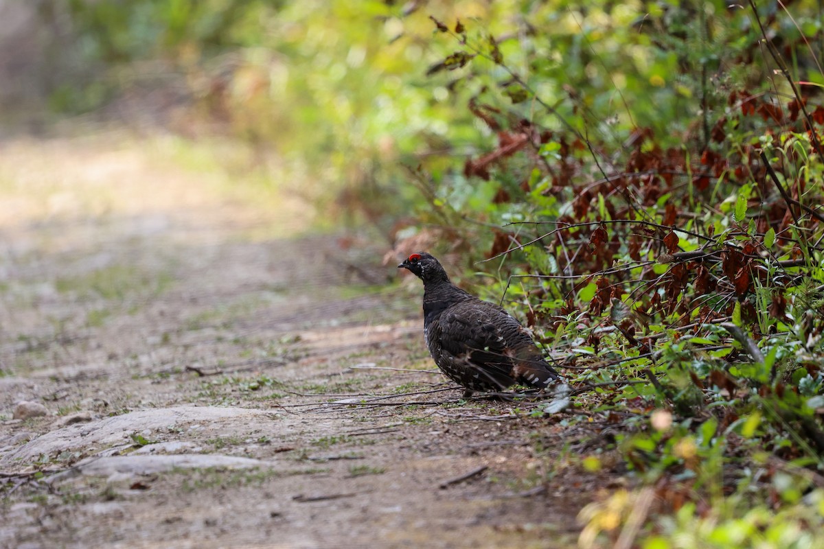 Дикуша канадська (підвид franklinii/isleibi) - ML646400543
