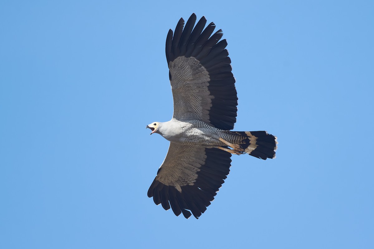 Madagascar Harrier-Hawk - ML646400546