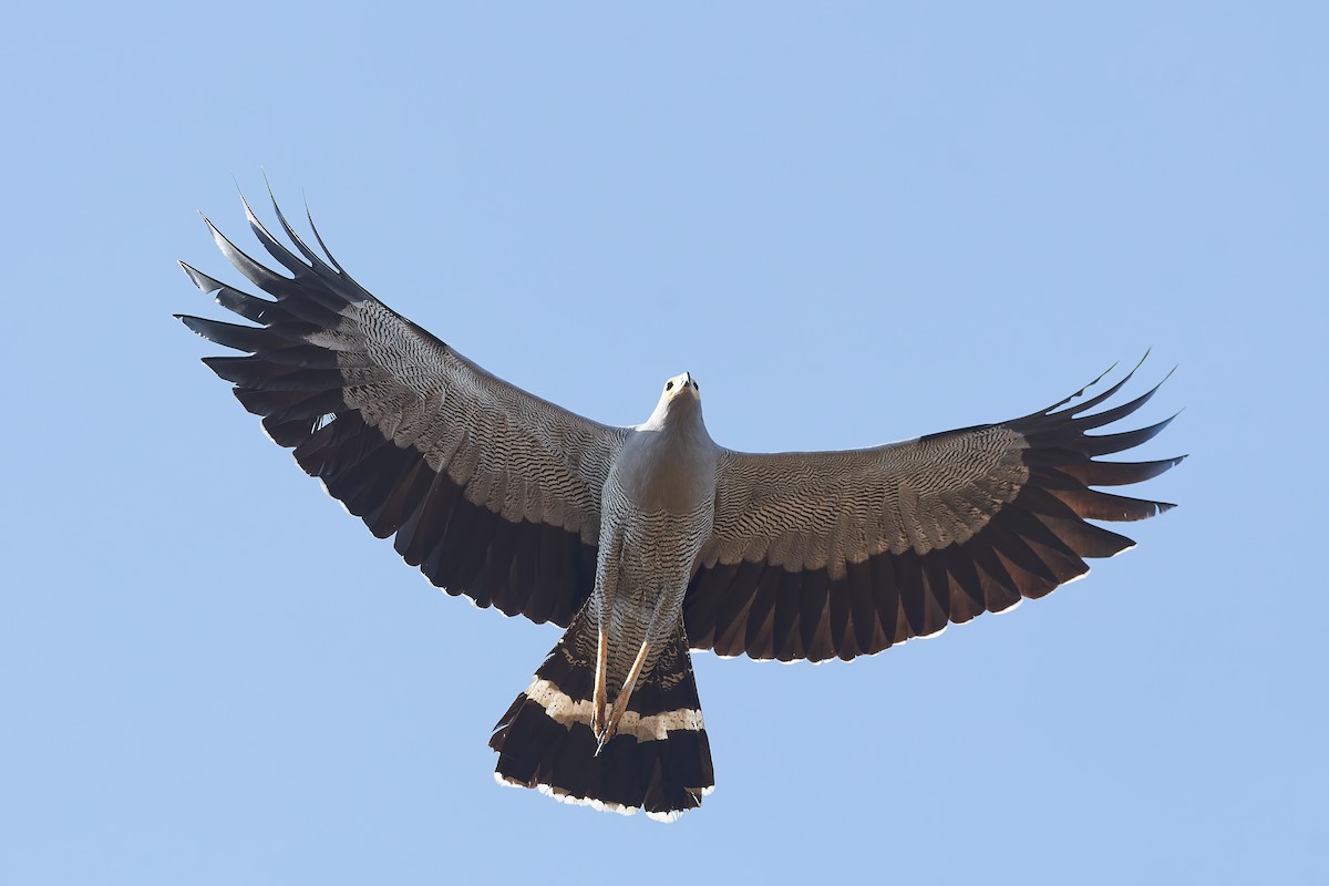 Madagascar Harrier-Hawk - ML646400548