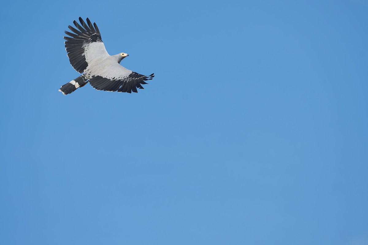 Madagascar Harrier-Hawk - ML646400549