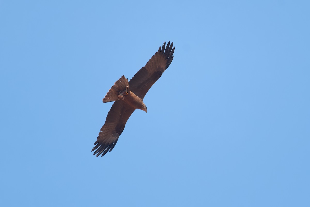 דיה שחורה - ML646400551