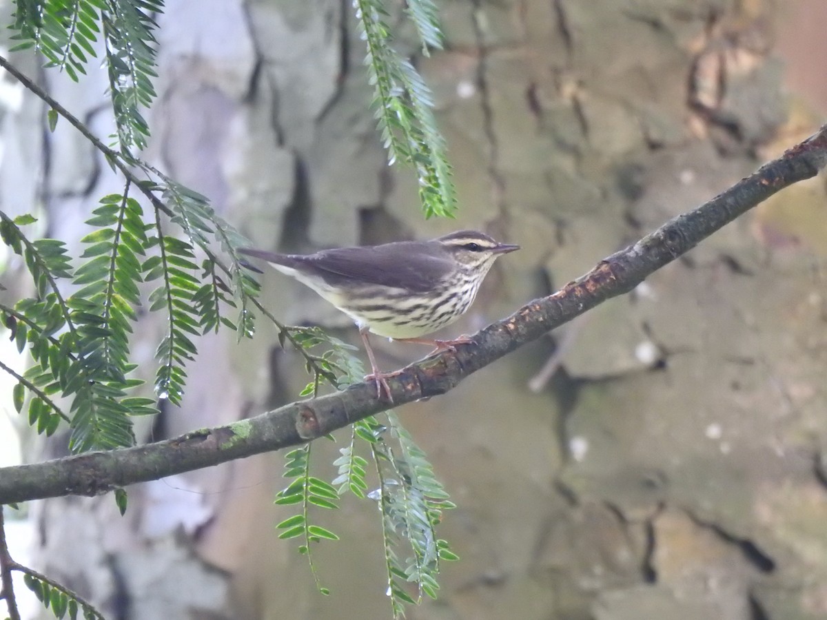 נחלית צפונית - ML646400553