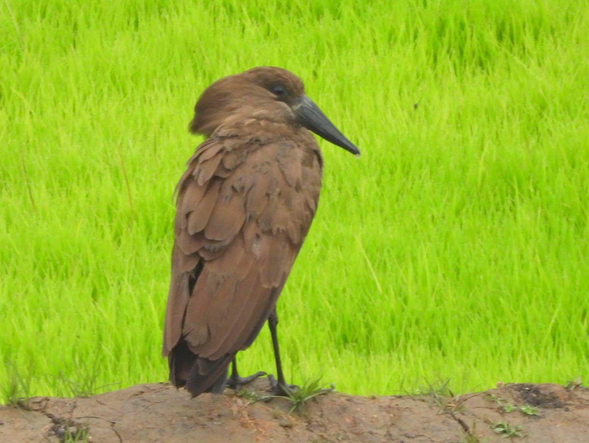 פטישן - ML646400555