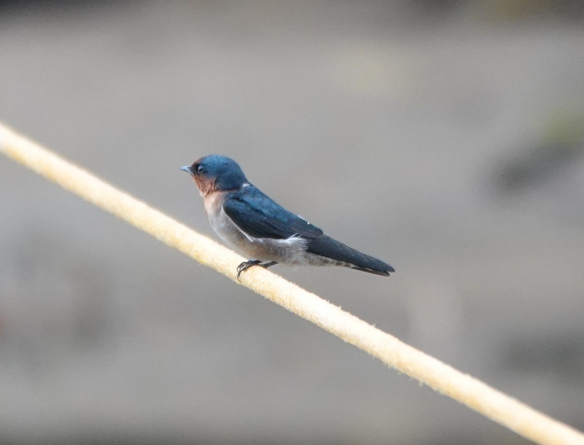 Pacific Swallow - ML646400563