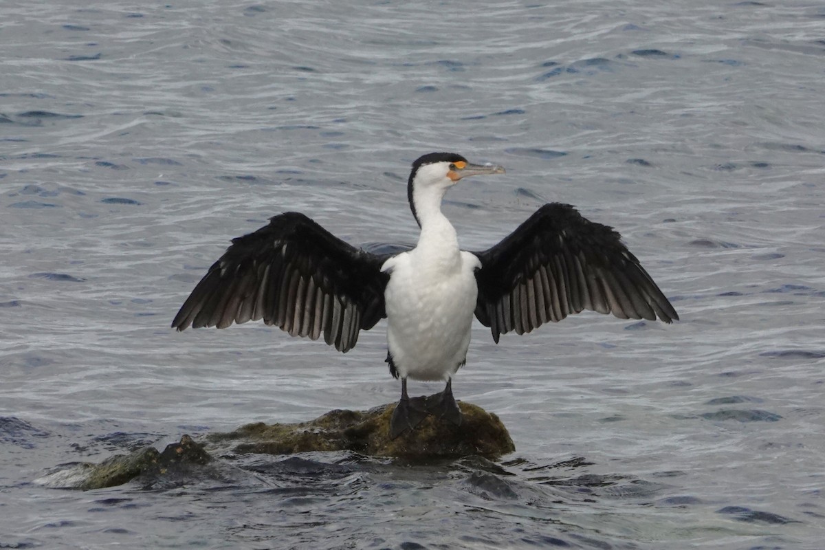 Pied Cormorant - ML646400565