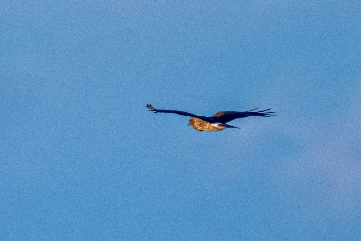 זרון אמריקני - ML646400566