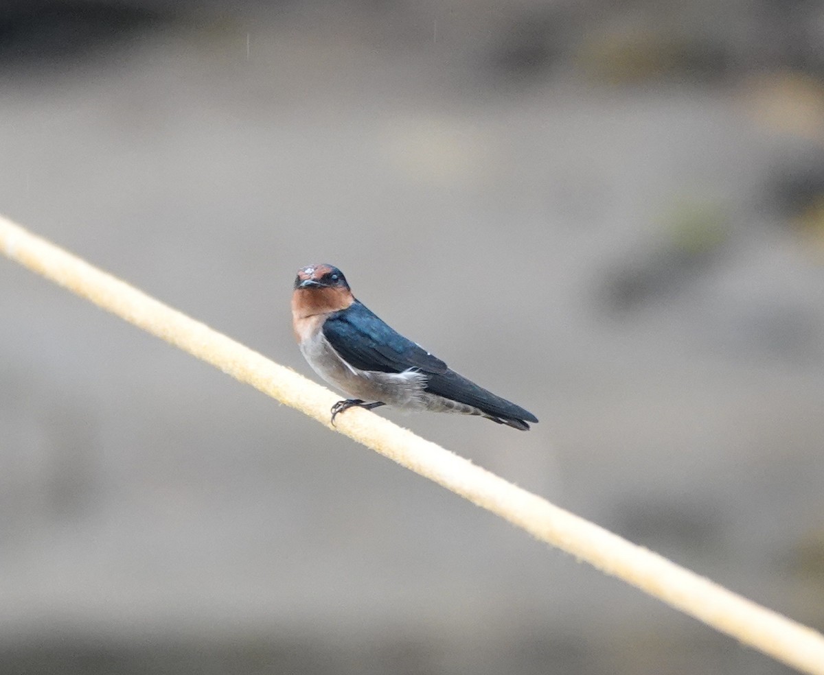 Pacific Swallow - ML646400568