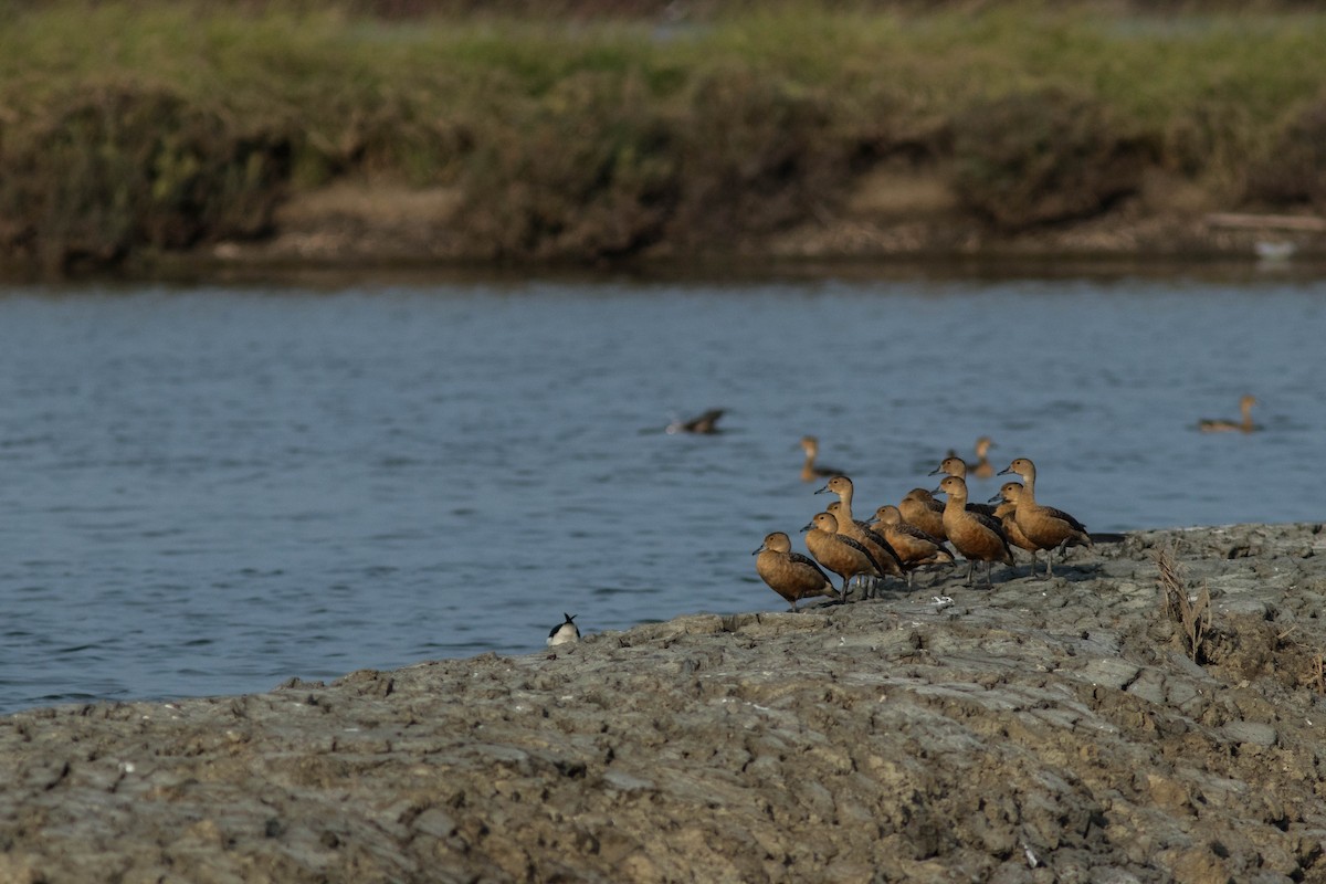 אווזון קטן - ML646400569