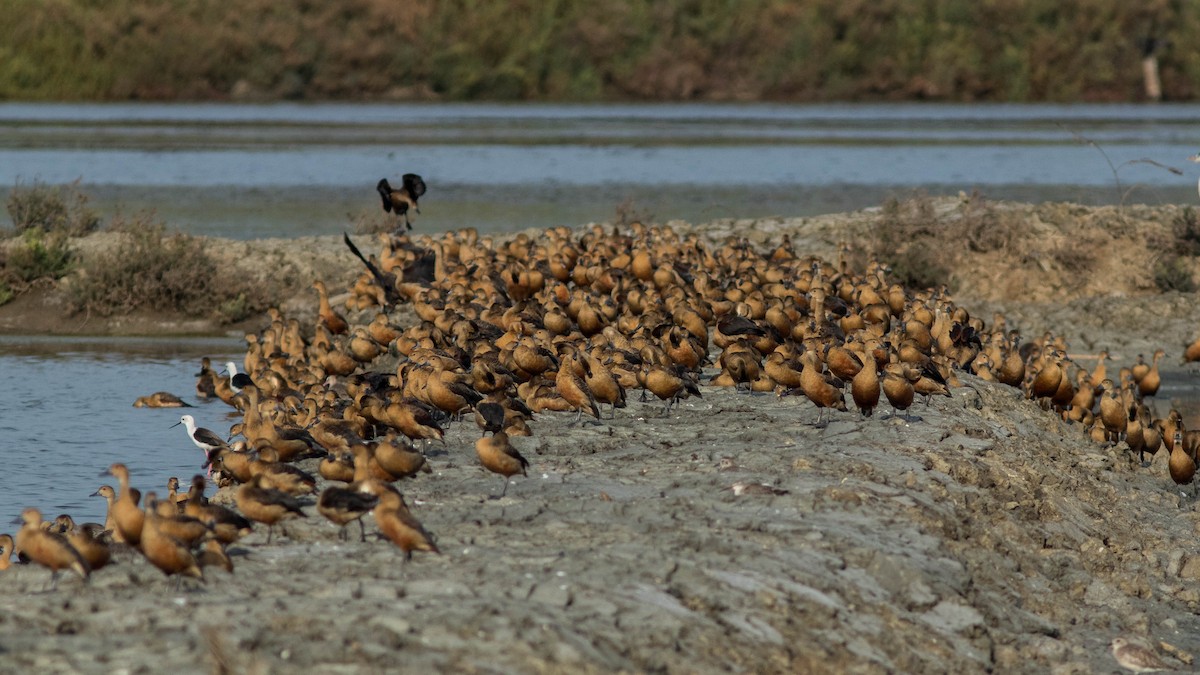 אווזון קטן - ML646400571