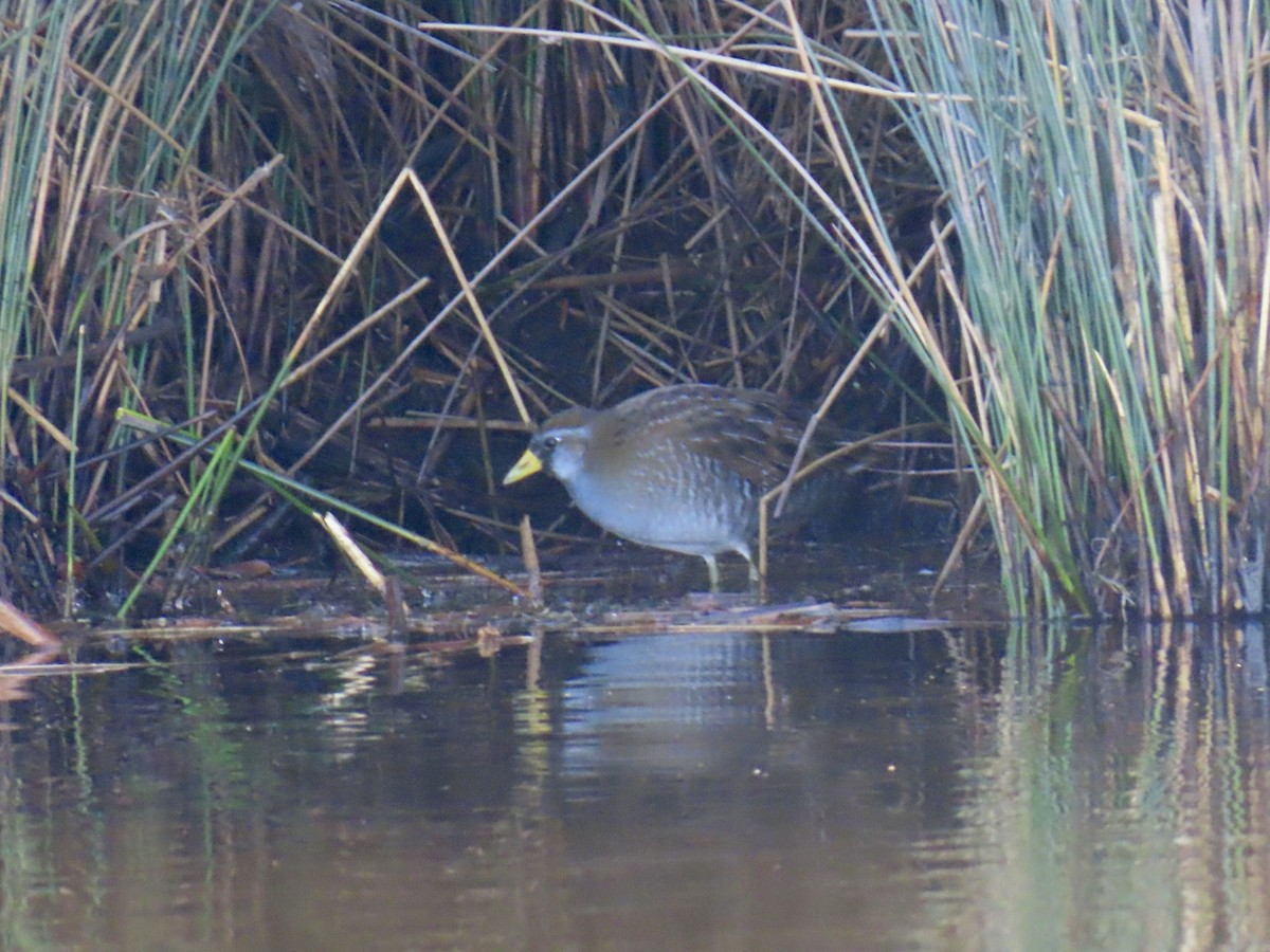 ברודית אמריקנית - ML646400573