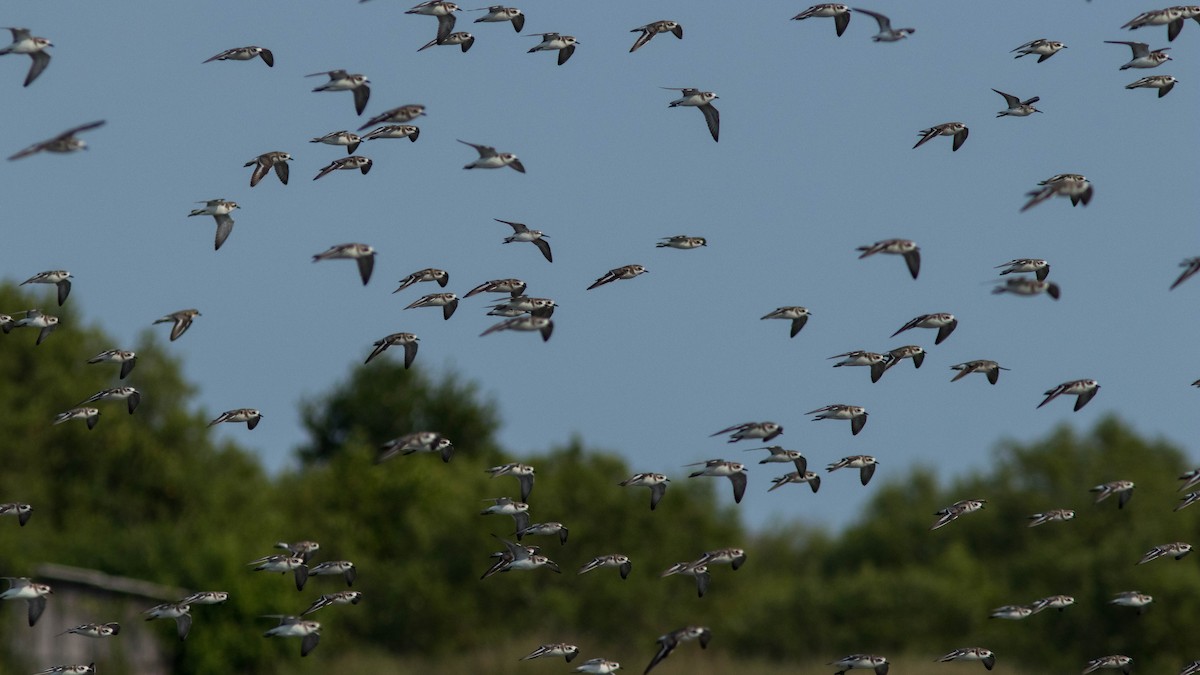 חופמי טיבטי - ML646400574