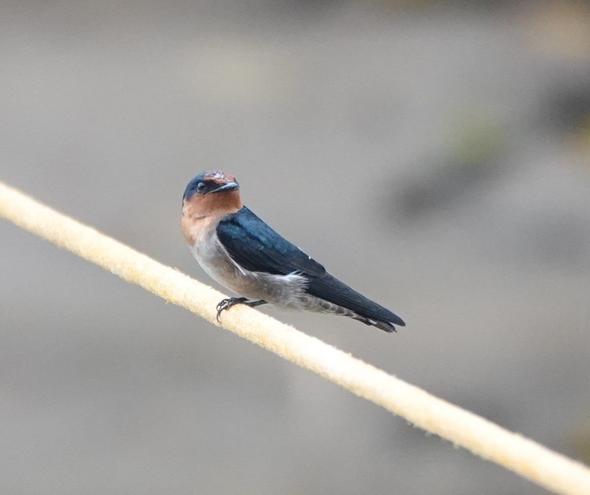 Pacific Swallow - ML646400575
