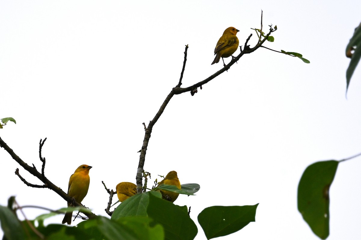 Saffron Finch - ML646400578