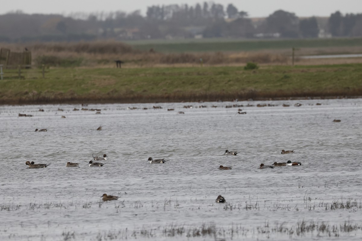ברווז חד-זנב - ML646400581