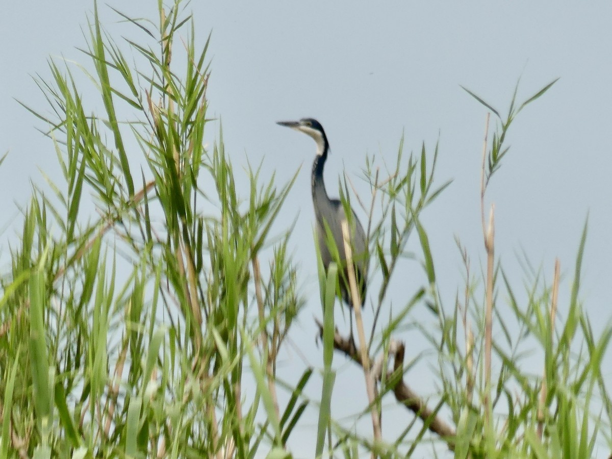 Black-headed Heron - ML646400587