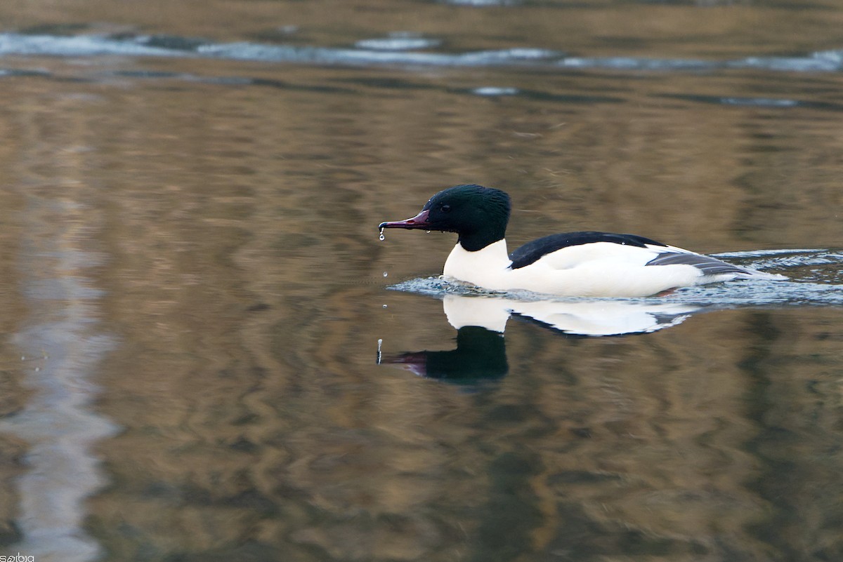 Common Merganser - ML646400591