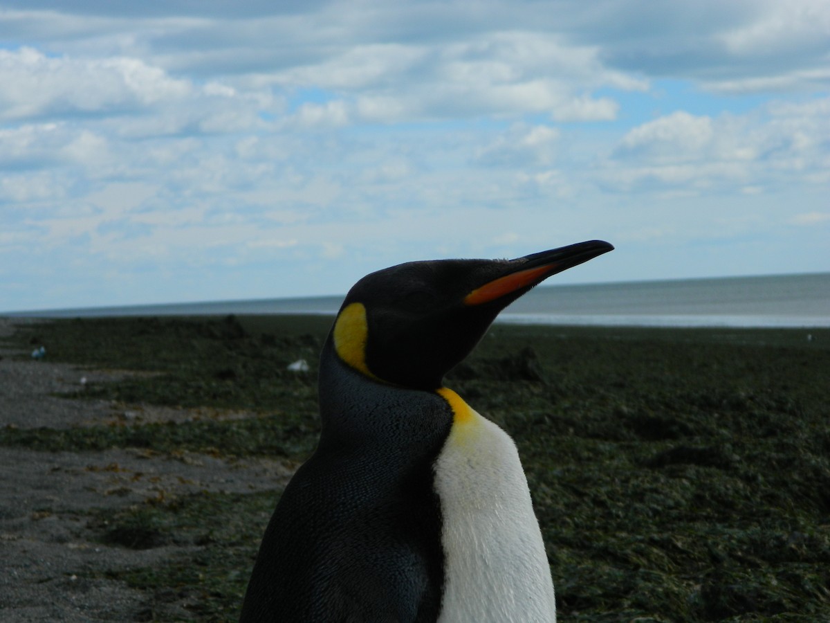 King Penguin - ML646400592