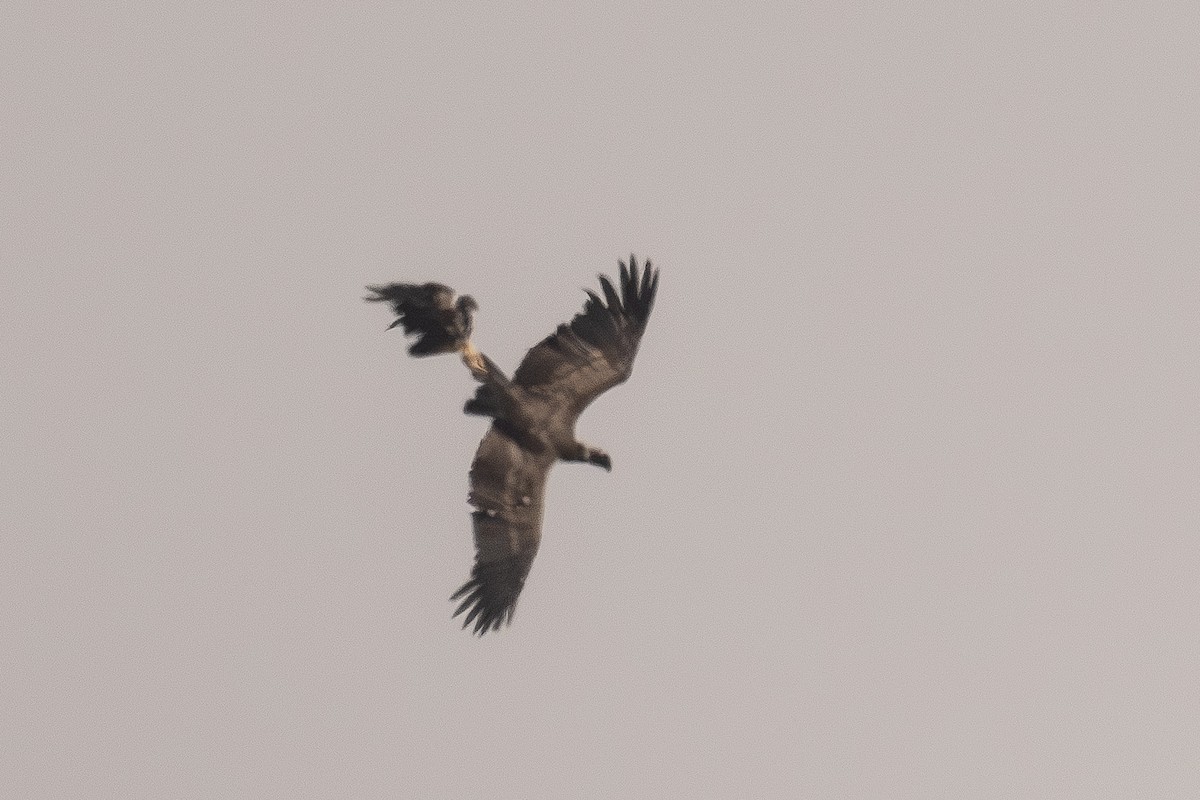 Black-chested Buzzard-Eagle - ML646400593