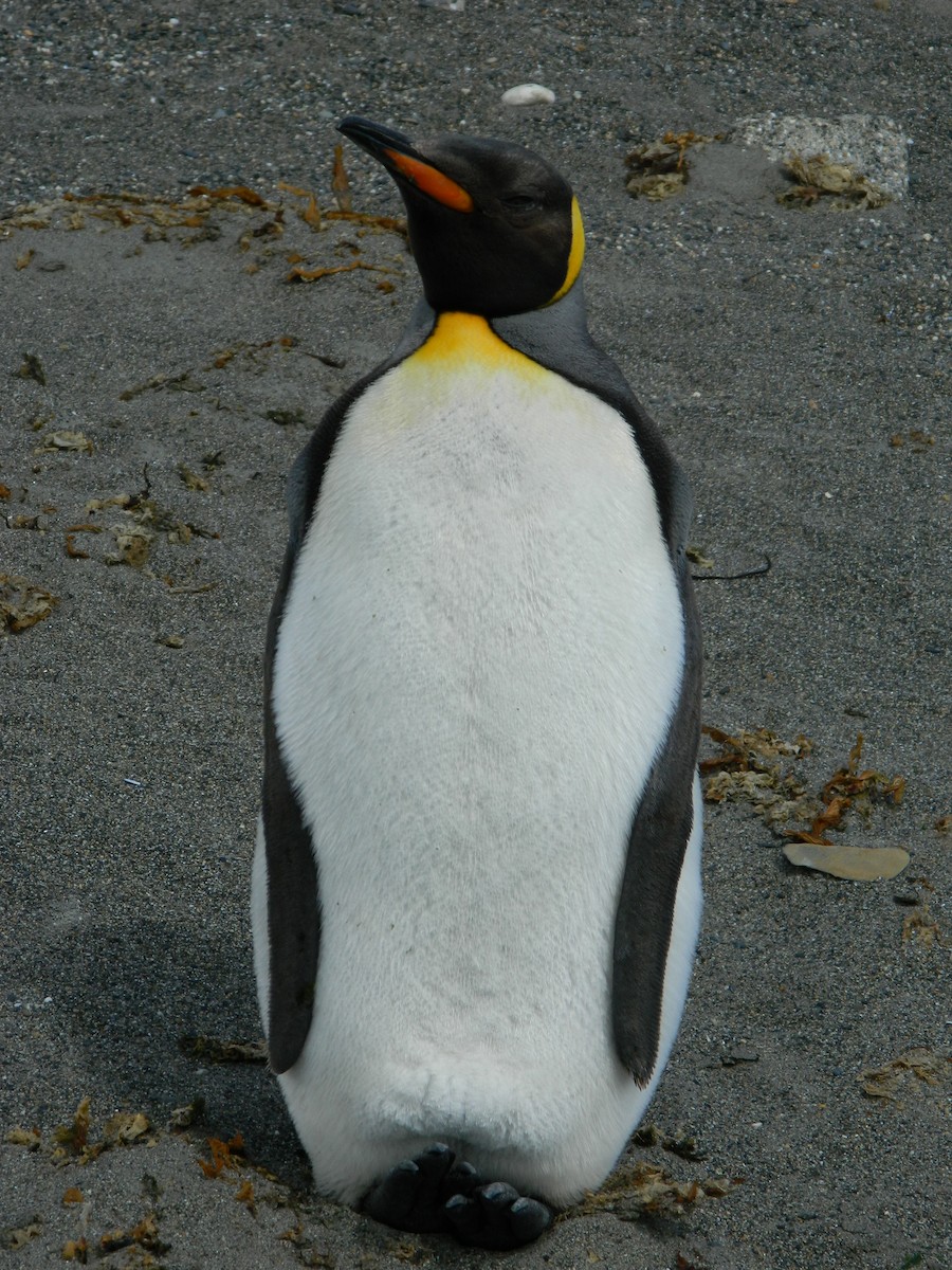 King Penguin - ML646400599