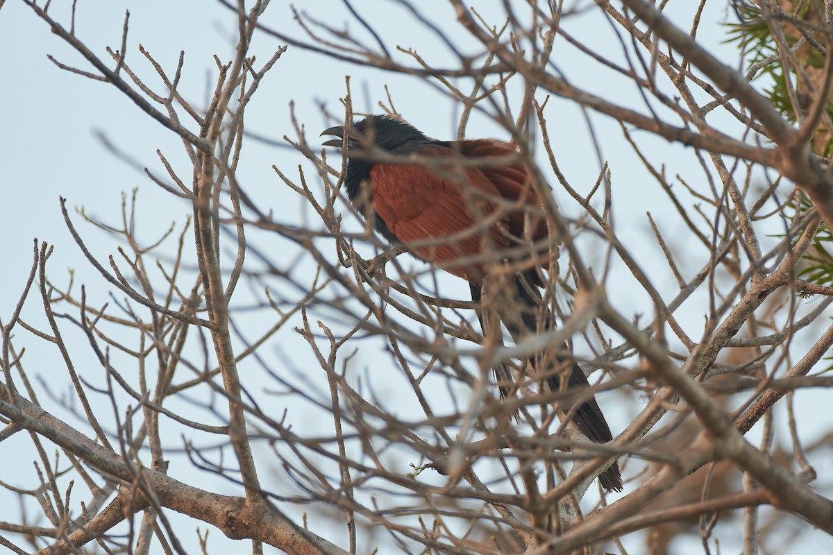 Malagasy Coucal - ML646400600