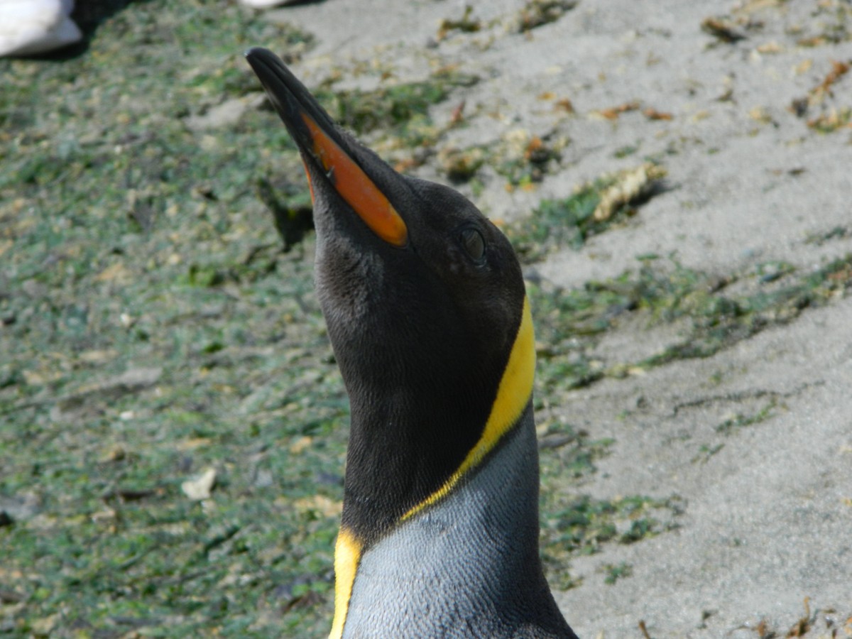 King Penguin - ML646400601