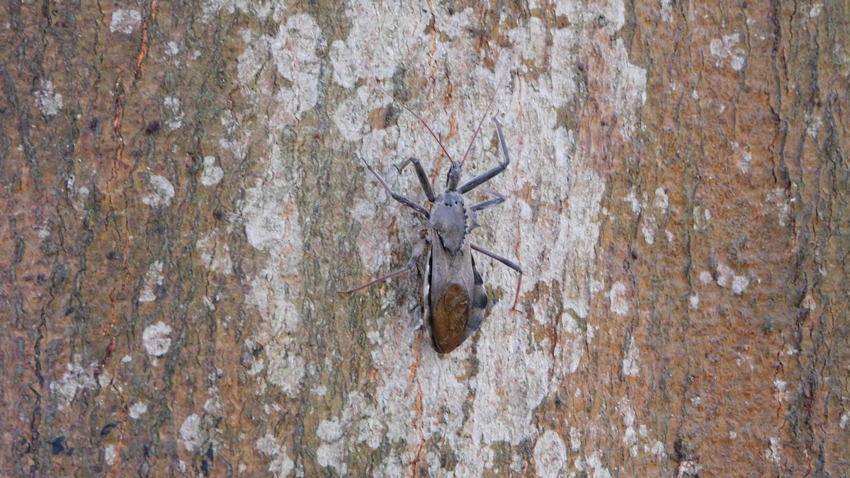 Wheel Bugs - ML646400604