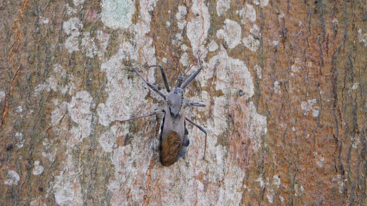 Wheel Bugs - ML646400605