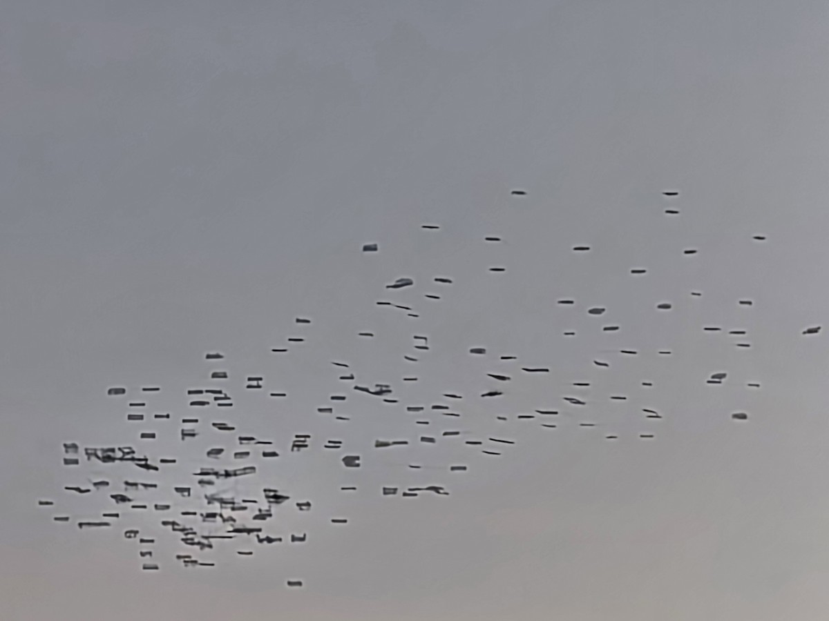 Brewer's Blackbird - ML646400606