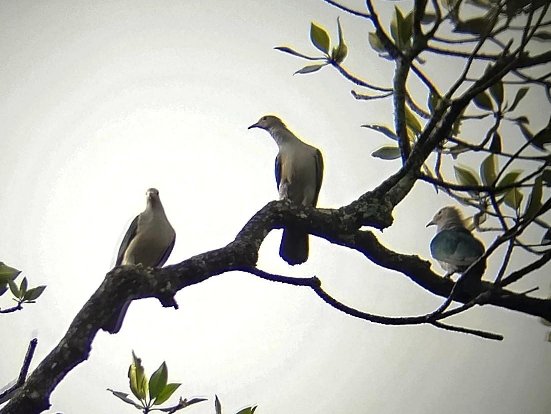 Бронзовый плодовый голубь - ML646400607