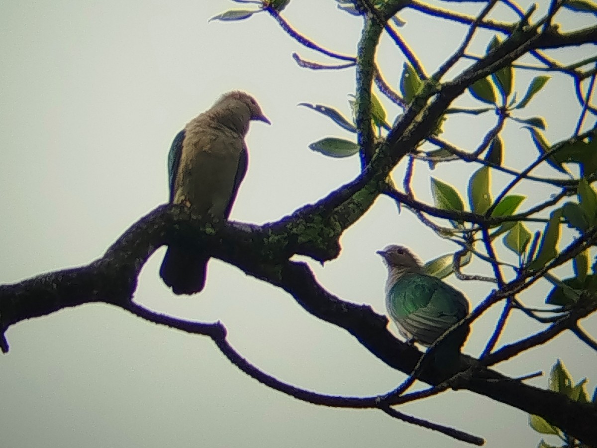 Бронзовый плодовый голубь - ML646400608