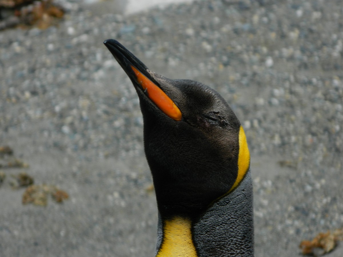 King Penguin - ML646400609